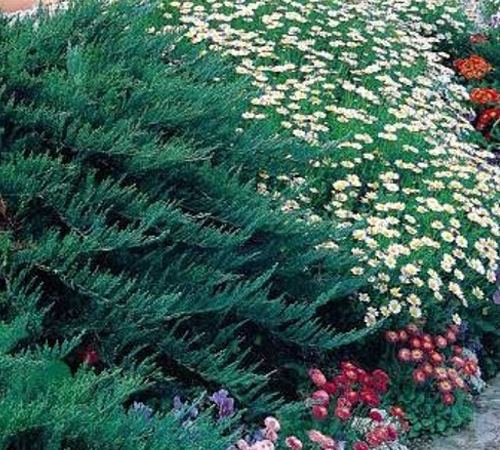 Можжевельник казацкий Tamariscifolia