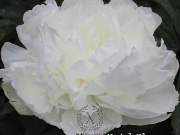 Пион травянистый Bright White