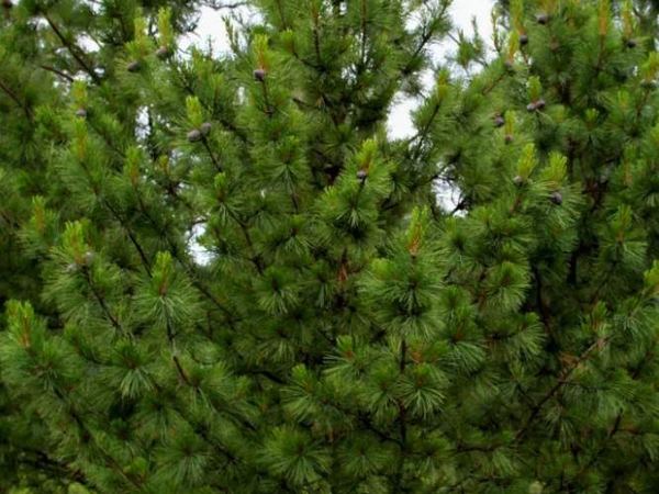 Сосна кедровая var.sibirica ON-I-ONA