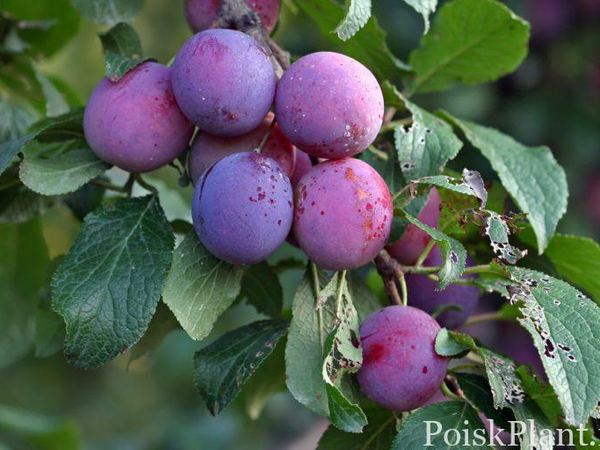Слива домашняя Ренклод тамбовский