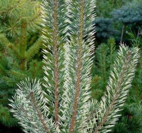 Сосна обыкновенная Bialogon