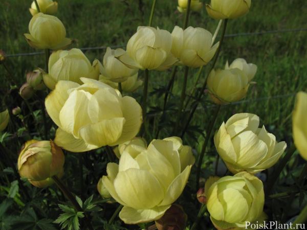 Купальница культурная Чеддар