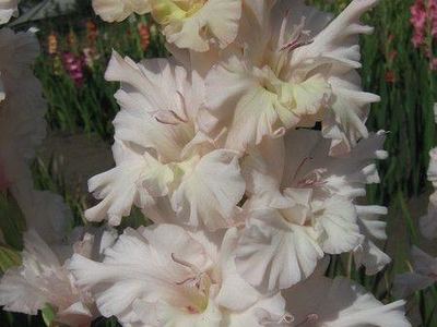 Цветочная мастерская (Gladioluses.su)