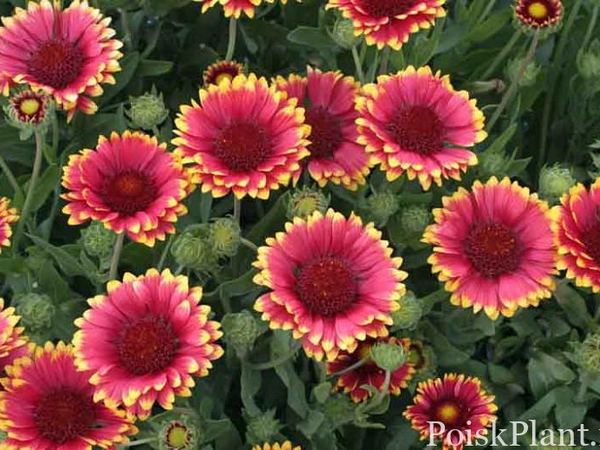 Гайллардия крупноцветковая Sunset Popsy