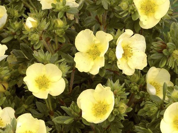 Лапчатка кустарниковая Primrose Beauty