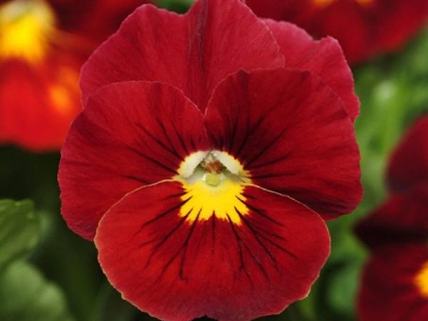 Виола виттрока Panola Scarlet