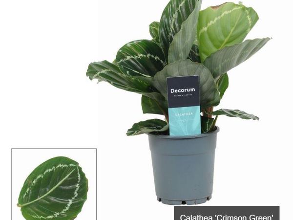 Калатея розеопикта Crimson Green