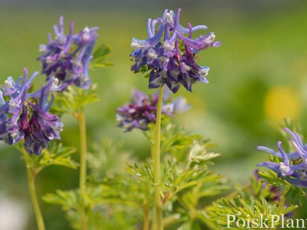 Хохлатка гибридная Korns Purple