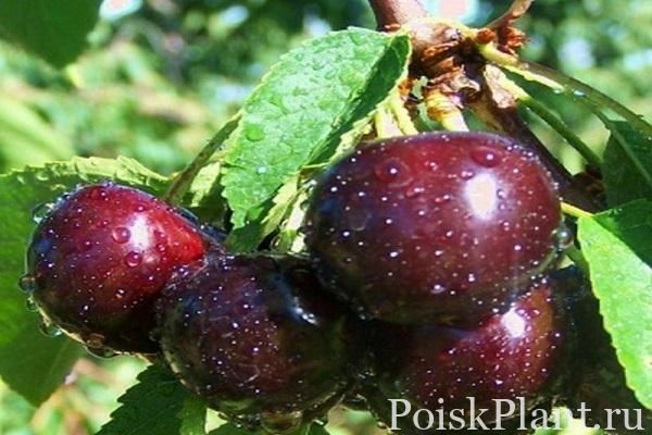 Слива птичья Nochka