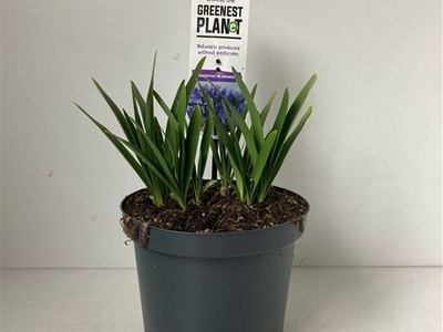 Агапантус гибридный Др Брувер