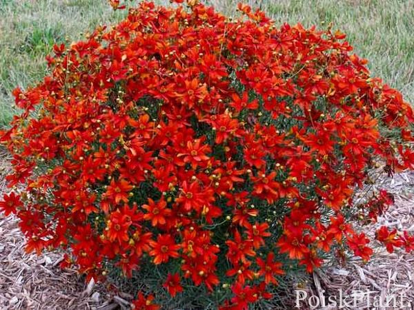 Кореопсис мутовчатый Крази Кэйенне