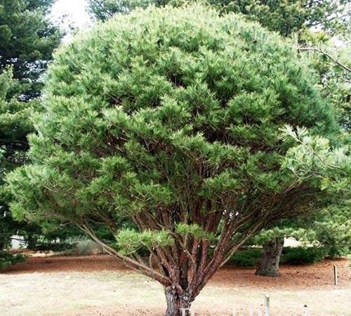 Сосна густоцветковая Umbraculifera