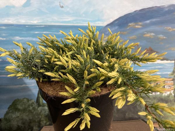 Можжевельник прибрежный Sunflowers