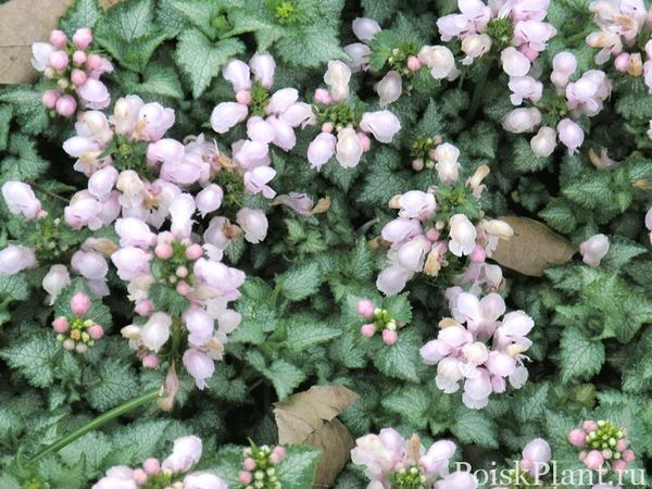 Зеленчук крапчатая Pink Pewter