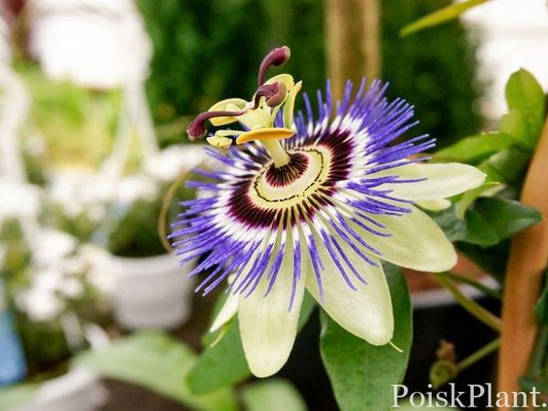 Пассифлора винограднолистная Blue Bouquet