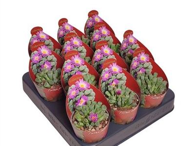 Фрития прекрасная