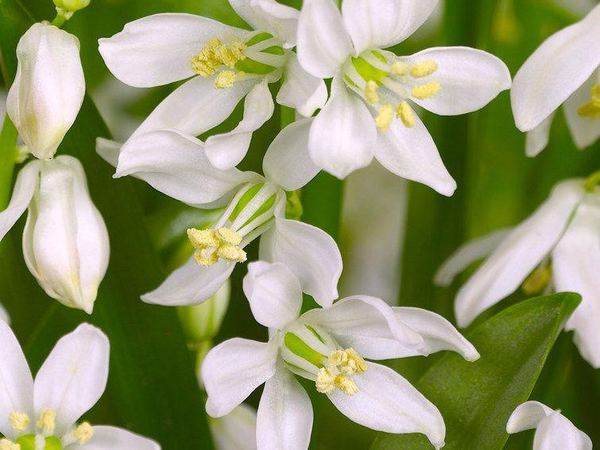 Сцилла сибирская Alba