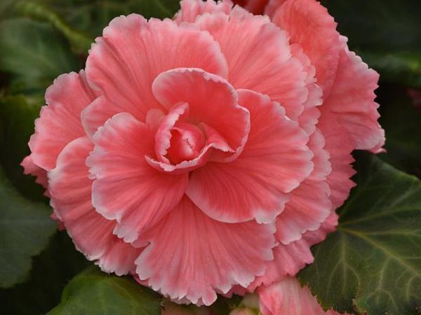 Бегония клубневая Picotee Lace Pink