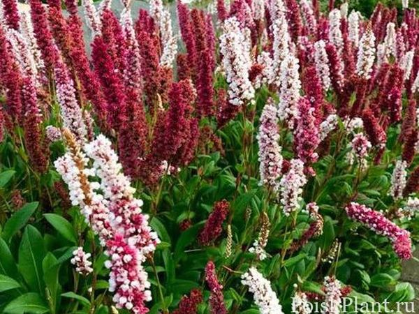 Горец родственный Дарджилинг Ред