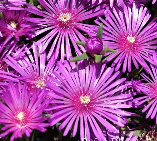 Делосперма Купера Sundella Lavandula