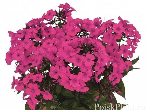 Флокс метельчатый Flame Pro Cerise