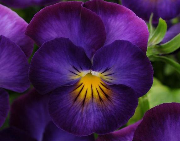 Виола рогатая Halo Violet