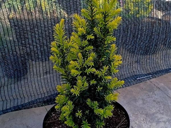 Тис ягодный Fastigiata Aurea