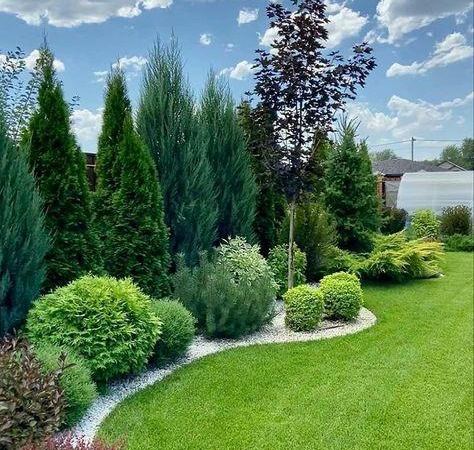 Калина обыкновенная Нана