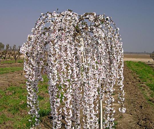 Слива птичья Пендула