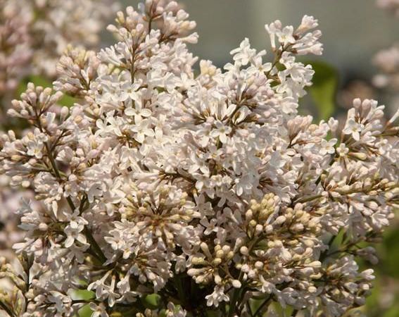 Сирень гиацинтовая California Rose