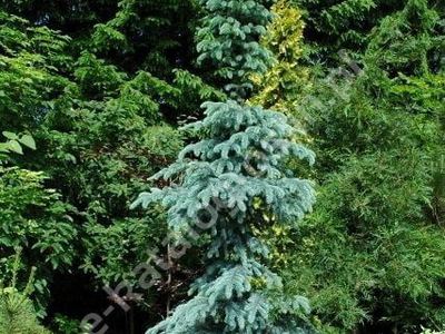 Ель колючая Вуик