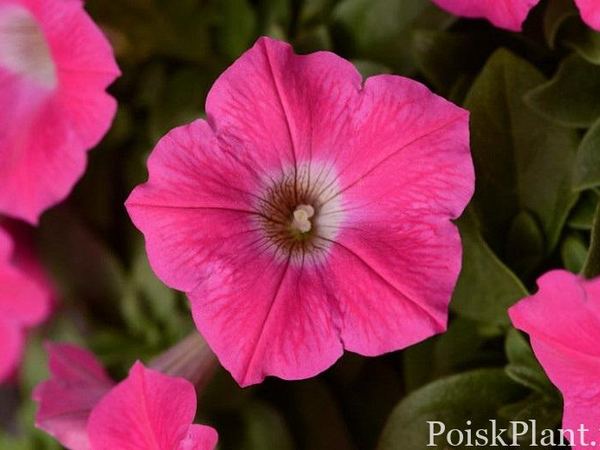 Петуния гибридная Wave Rose