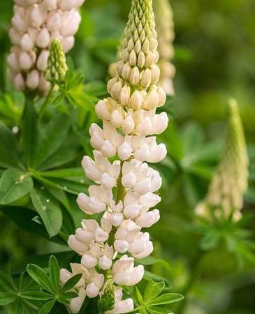 Люпин многолистный Gallery White