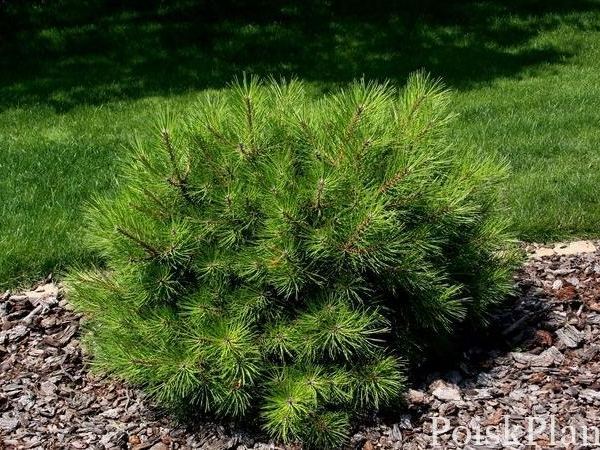 Сосна черная Karaca Ball