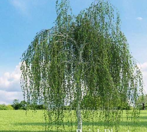 Береза полезная Long Trunk