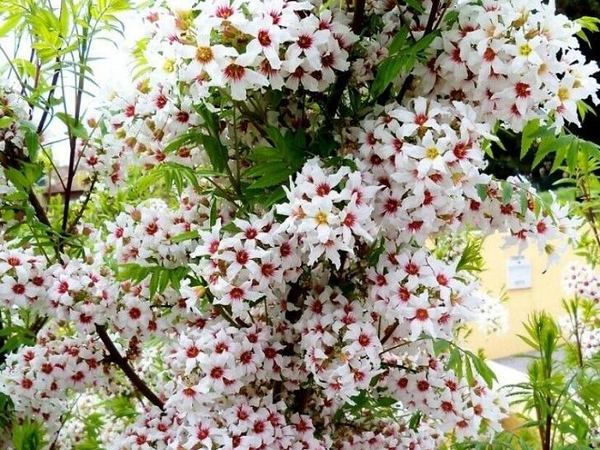 Ксантоцерас рябинолистный