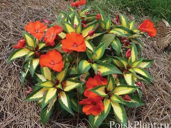 Бальзамин новогвинейский Sunpatiens Spreading Tropical Orange