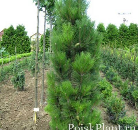 Сосна черная Pyramidalis