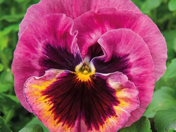 Виола виттрока Xtrada Pink Shades With Blotch