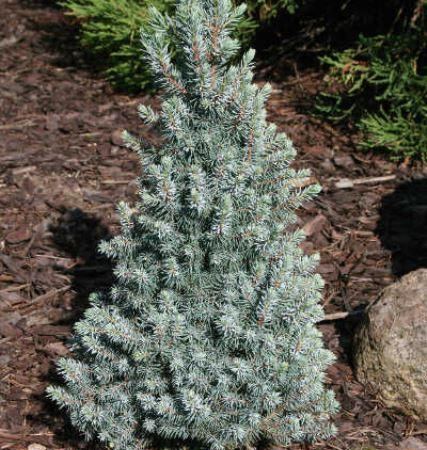Ель глаука Arnesons Blue Variegated