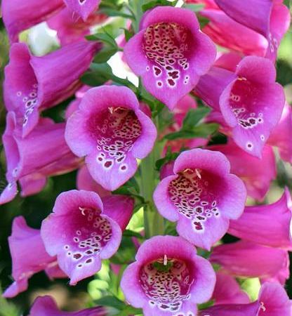 Наперстянка пурпурная Camelot Rose