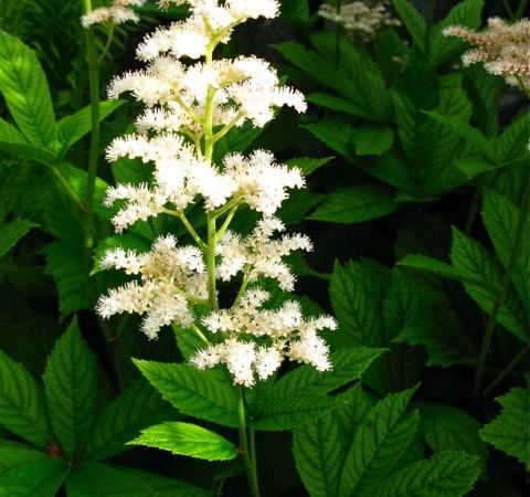 Роджерсия конскокаштанолистная White
