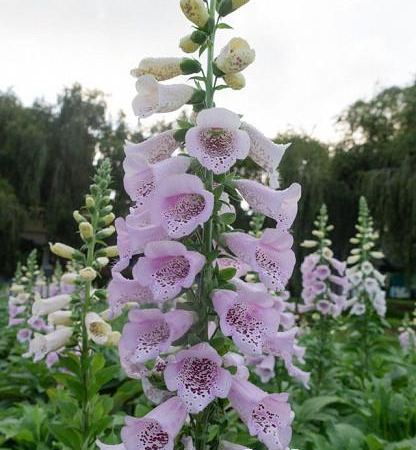 Наперстянка пурпурная Camelot Lavandula