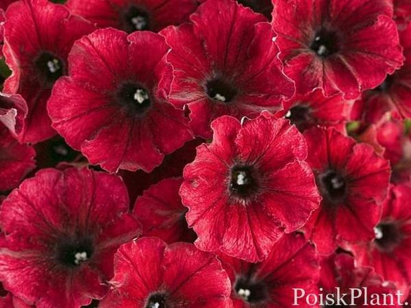 Петуния гибридная Supertunia Black Cherry