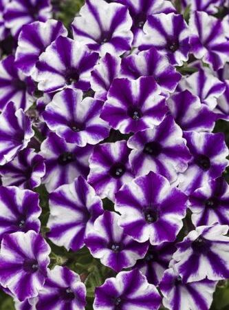 Петуния гибридная Supertunia Mini Vista Violet Star