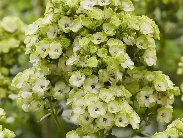 Флокс метельчатый Orchid Green