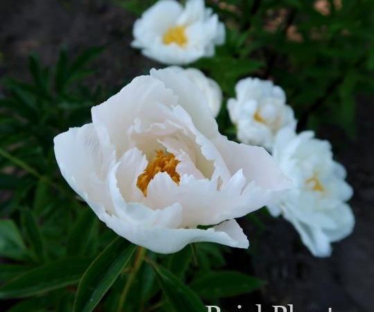 Пион травянистый White Wings