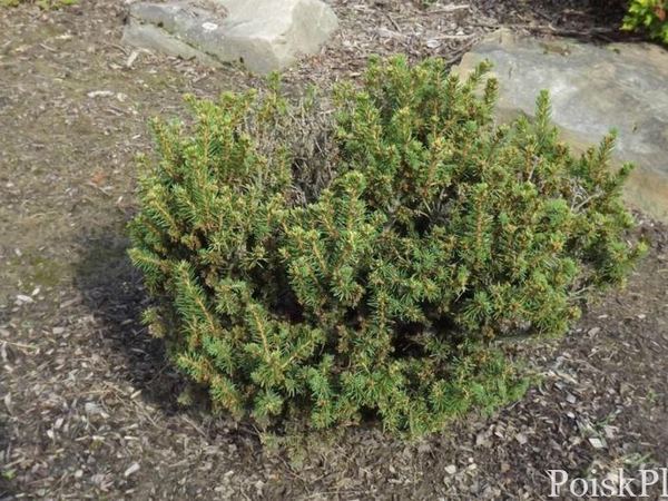 Ель обыкновенная Berry Gardens