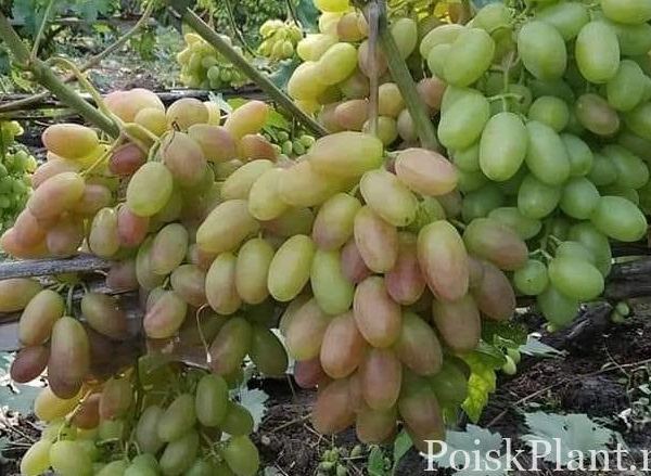 Виноград обыкновенный Памяти Атамана Платова