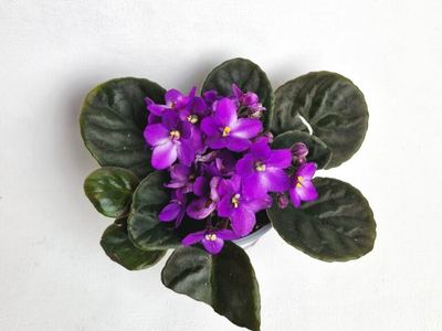 Сенполия Иоланта Валеска Ред